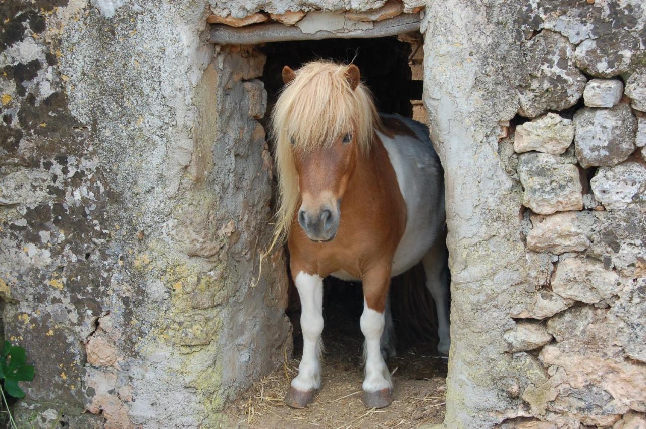 Finca Sa Cova Vella Манакор Екстер'єр фото